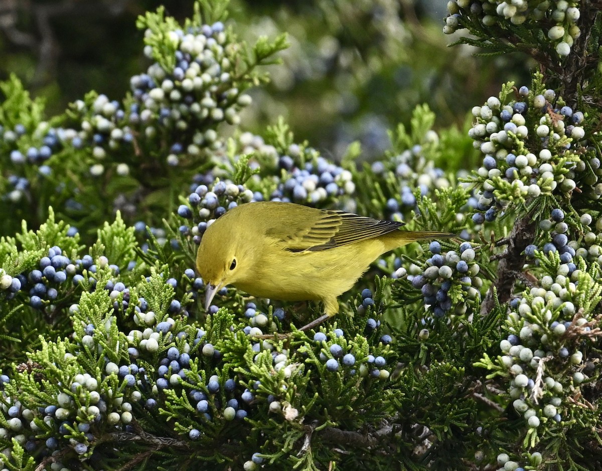 Yellow Warbler - ML624220502