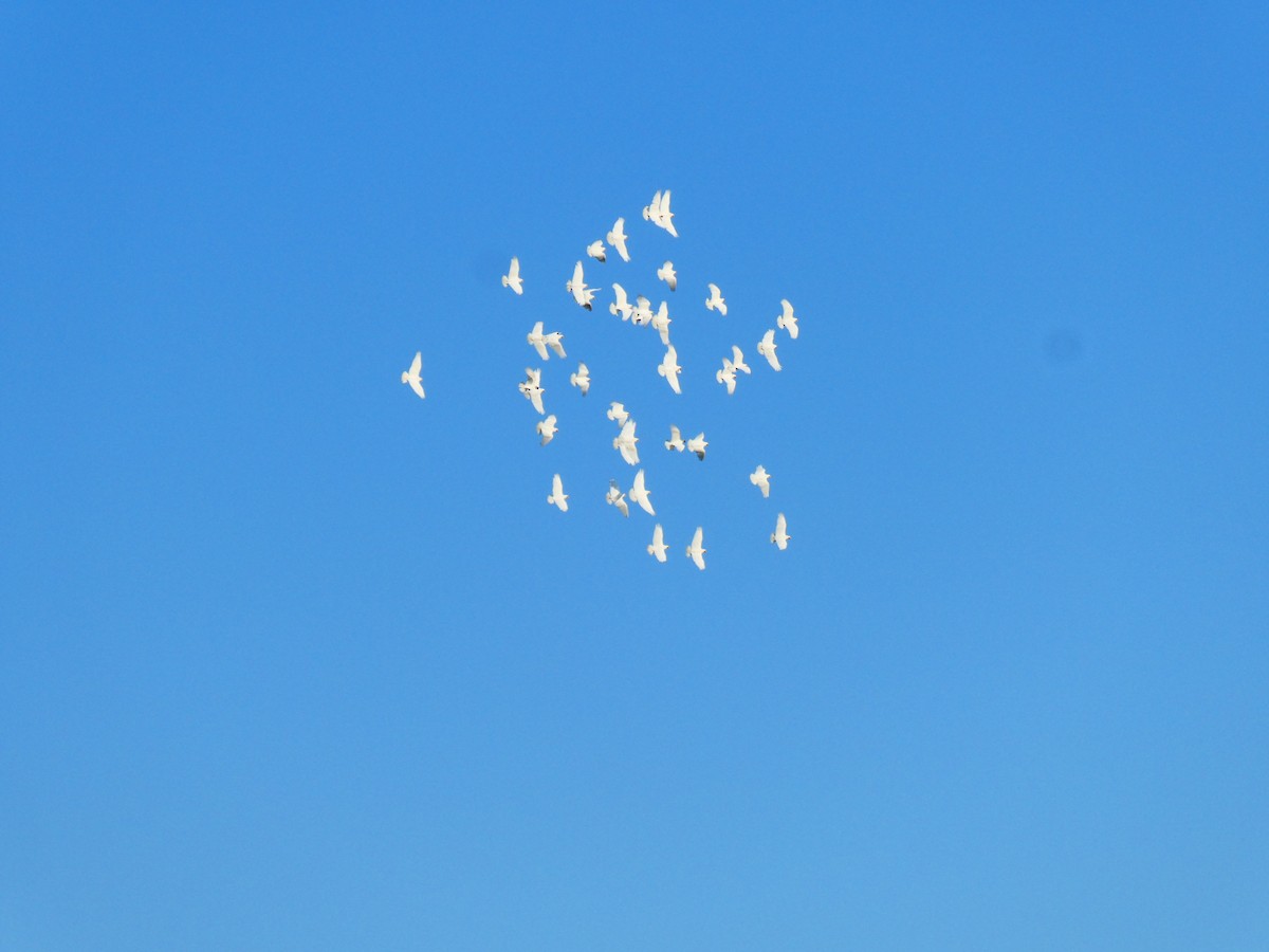 Long-billed Corella - ML624220510