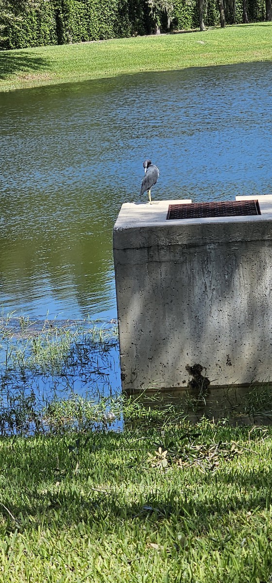 Little Blue Heron - ML624220513