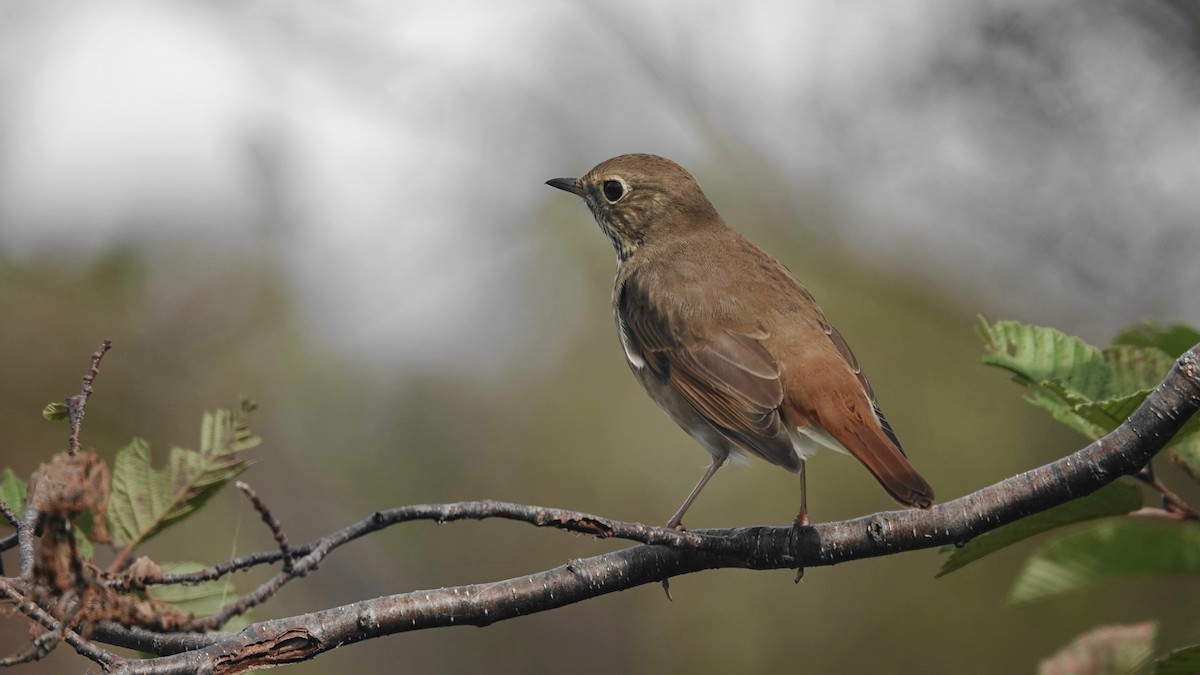 Hermit Thrush - ML624220527