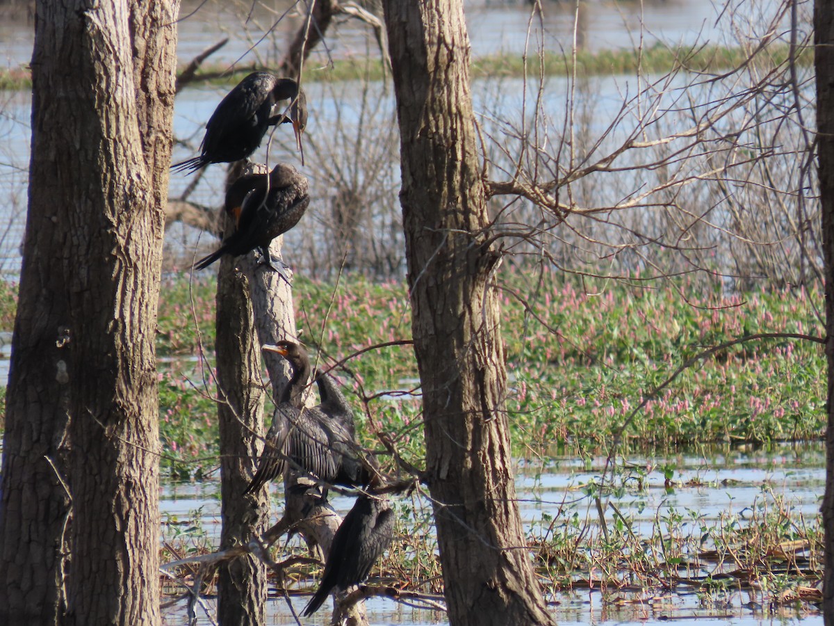 Double-crested Cormorant - ML624220530