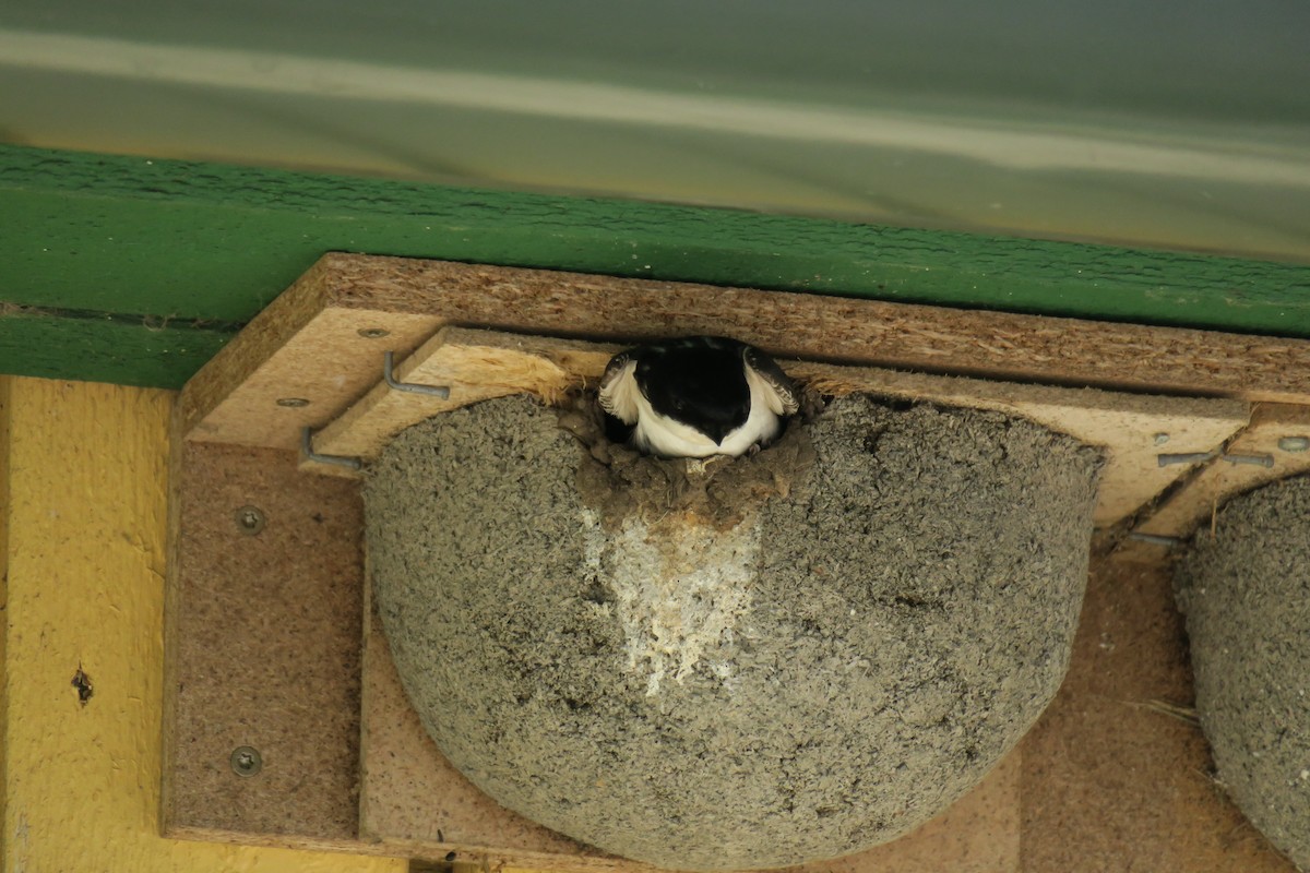 Western House-Martin - ML624220533