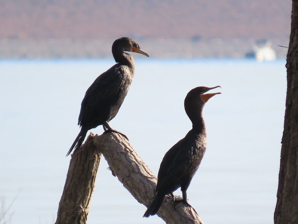 Double-crested Cormorant - ML624220534