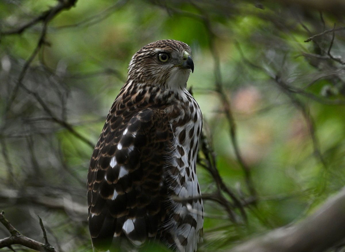 Red-shouldered Hawk - ML624220537