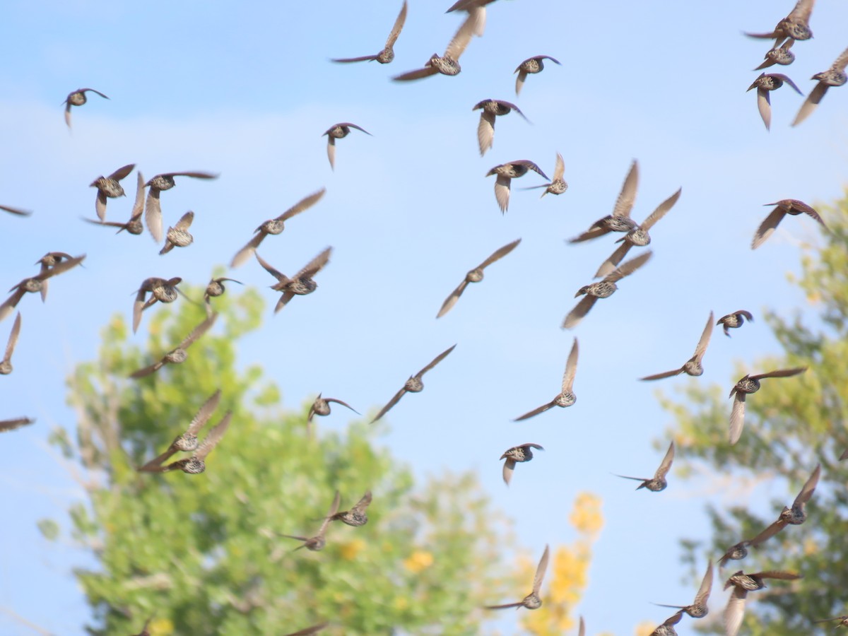 European Starling - ML624220539