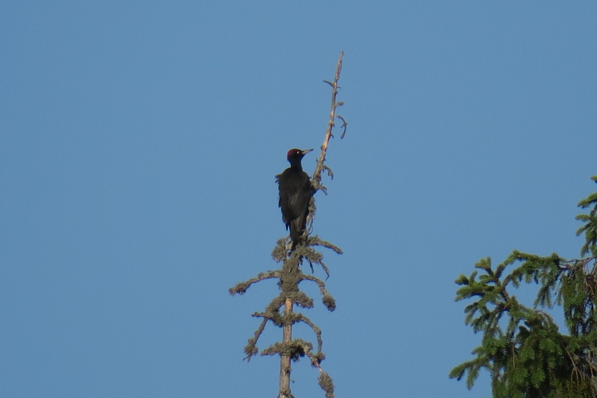 Black Woodpecker - ML624220540