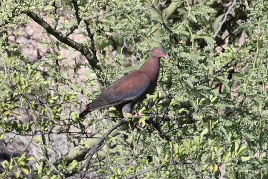 Peruvian Pigeon - ML624220541