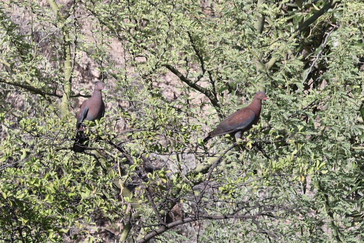 Peruvian Pigeon - ML624220542