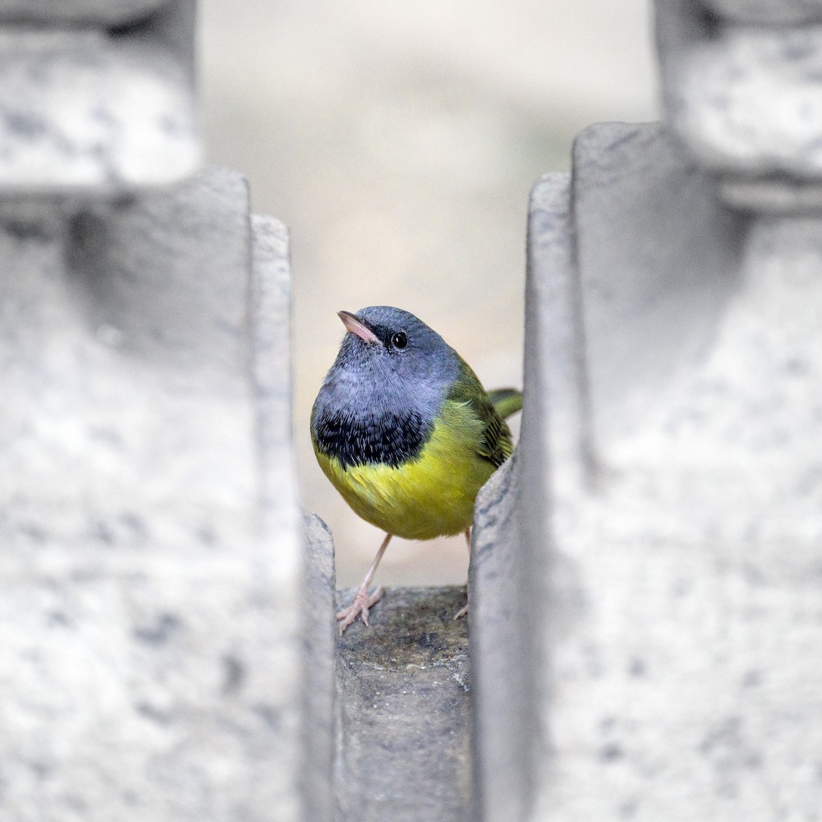 Mourning Warbler - Ryan (@BirdsAndDogs)