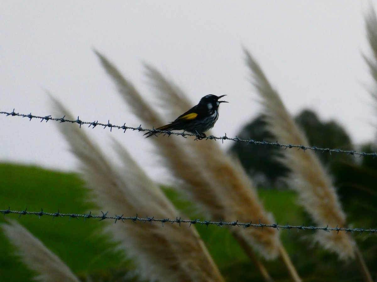 New Holland Honeyeater - ML624220545