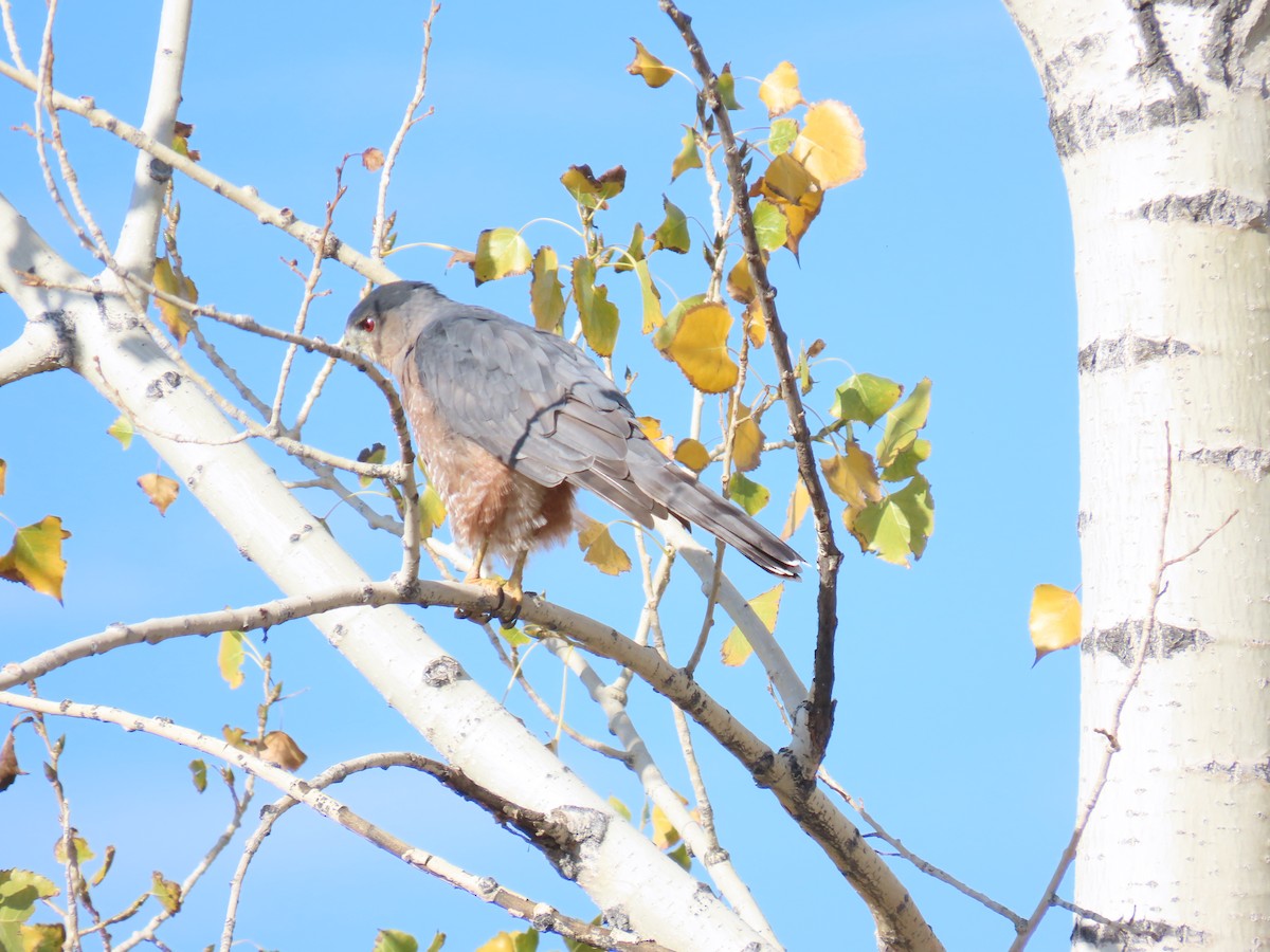 Cooper's Hawk - ML624220546