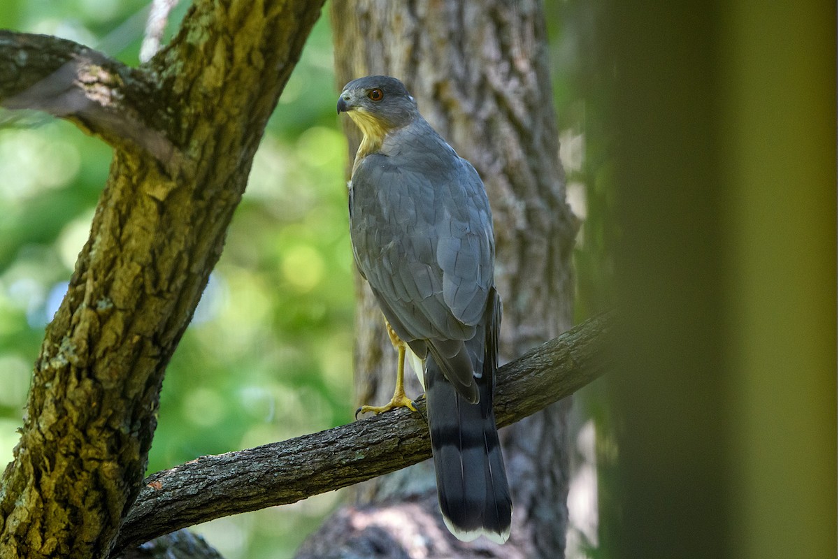 Cooper's Hawk - Naseem Reza