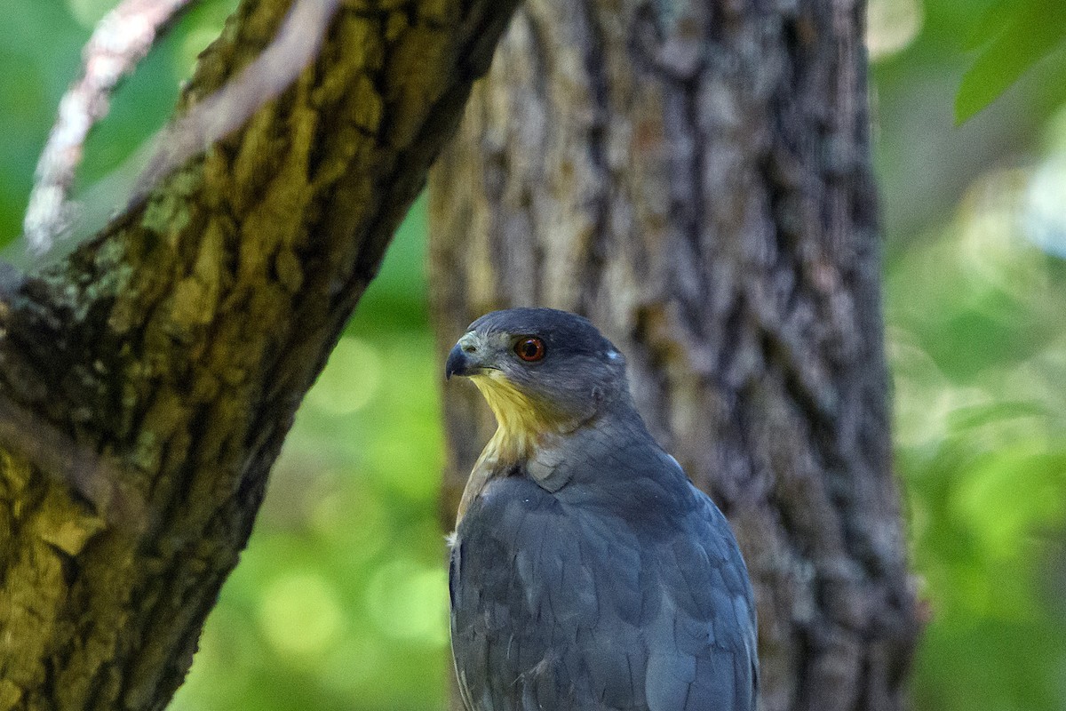 Cooper's Hawk - ML624220548