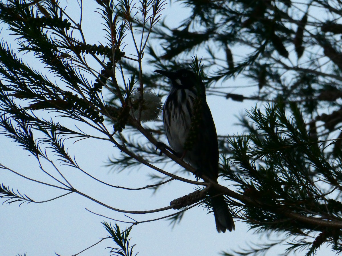 New Holland Honeyeater - ML624220549