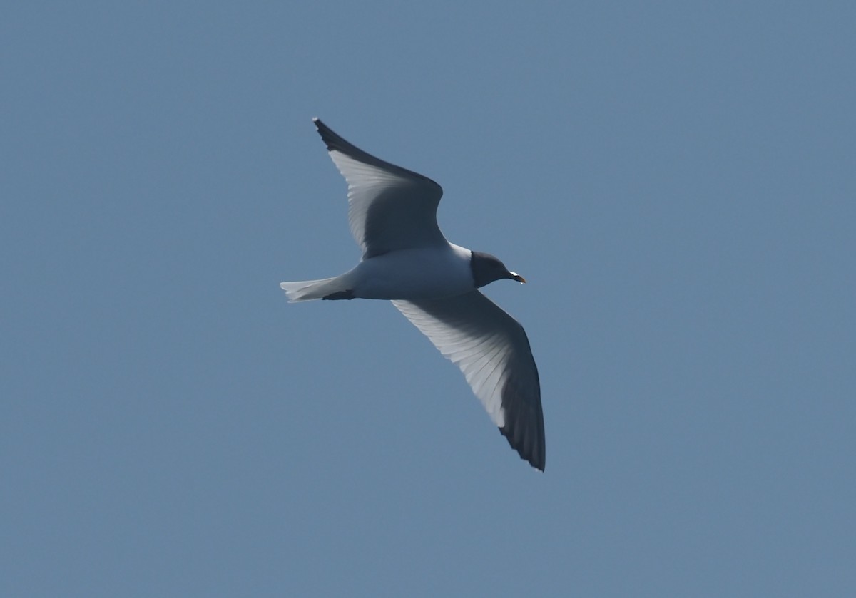 Sabine's Gull - ML624220550