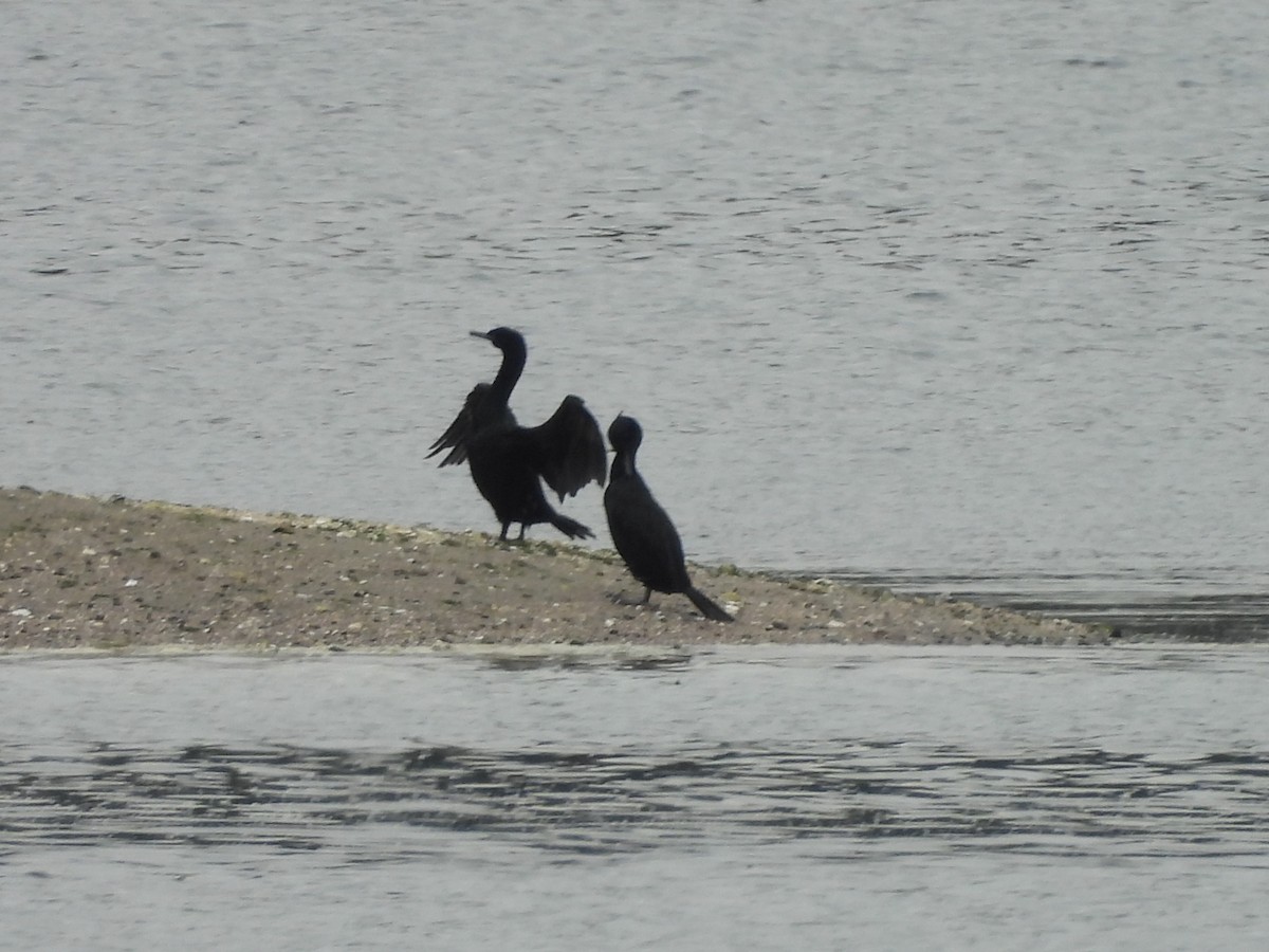 Pelagic Cormorant - Mark Stevens