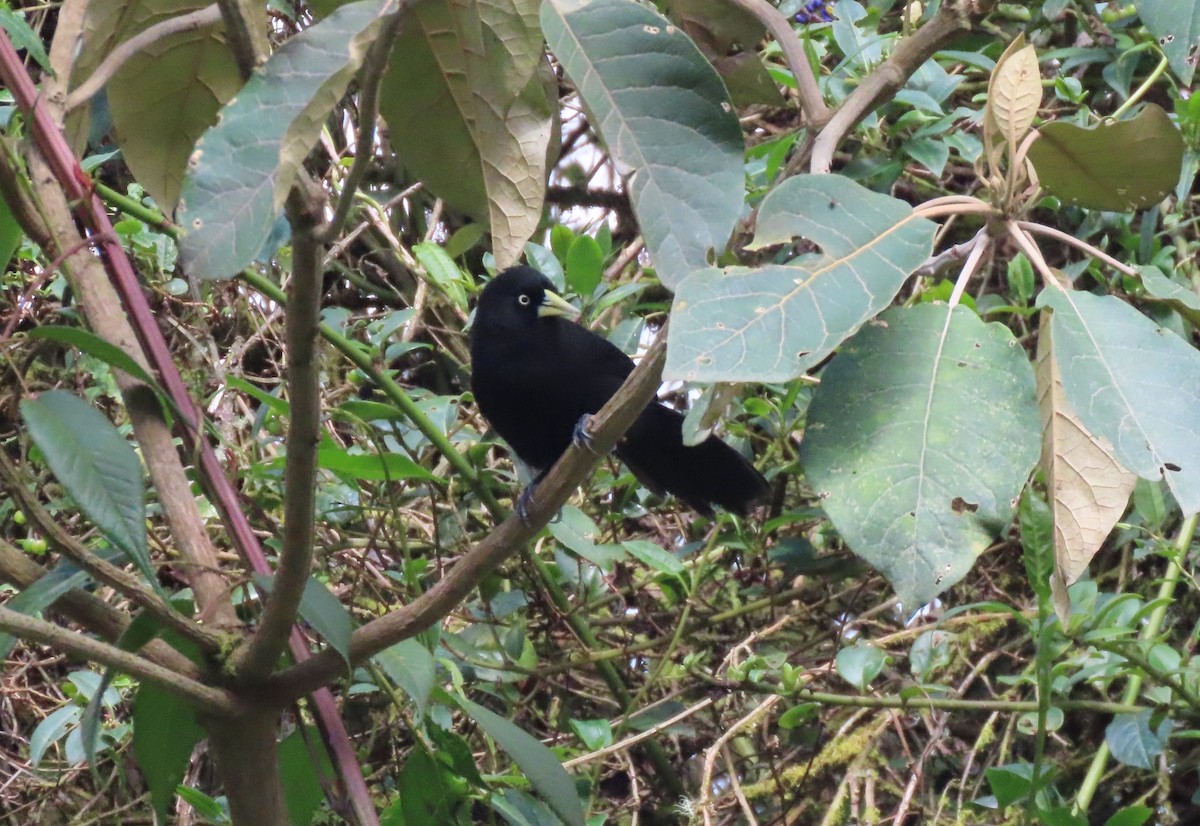 Yellow-billed Cacique - ML624220557