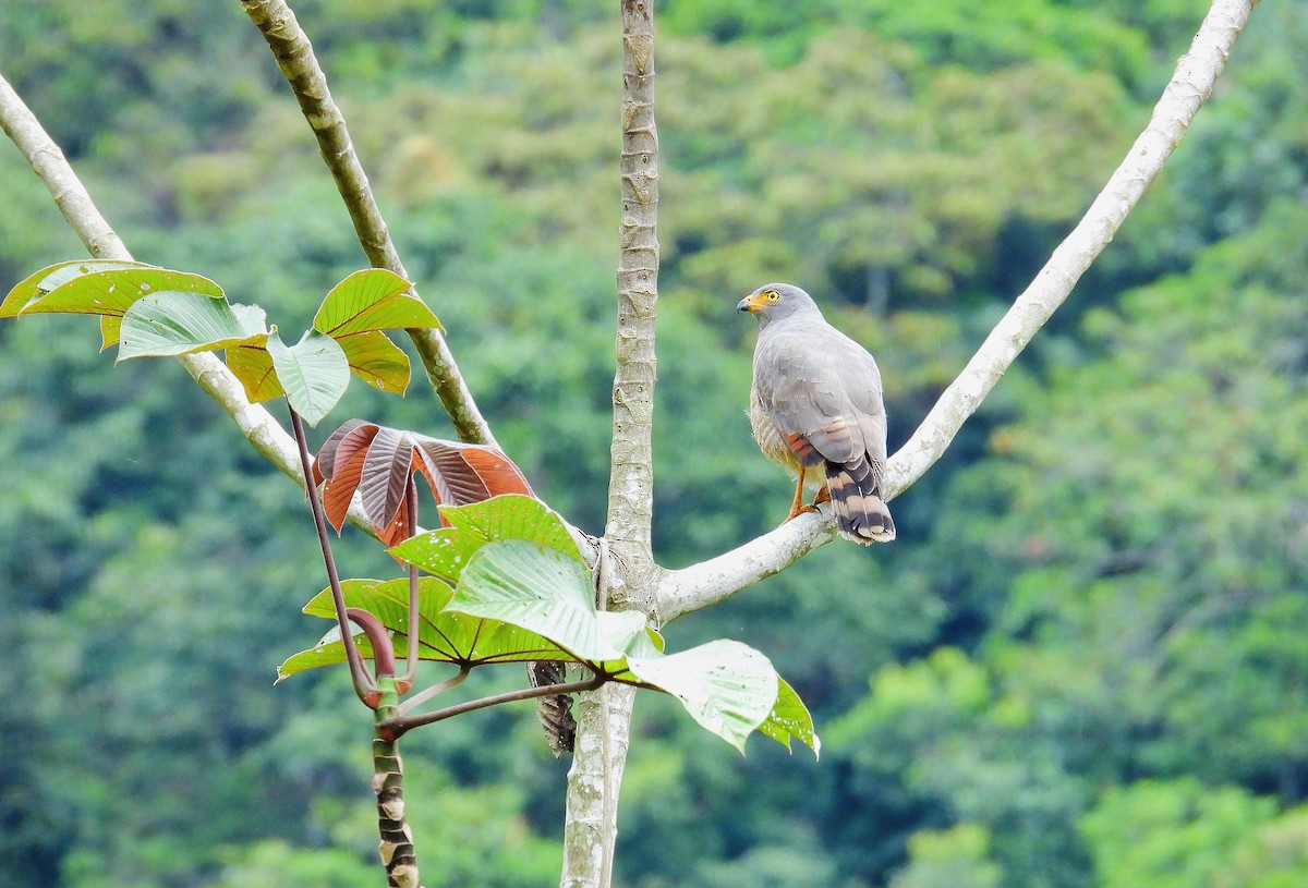 Roadside Hawk - ML624220569