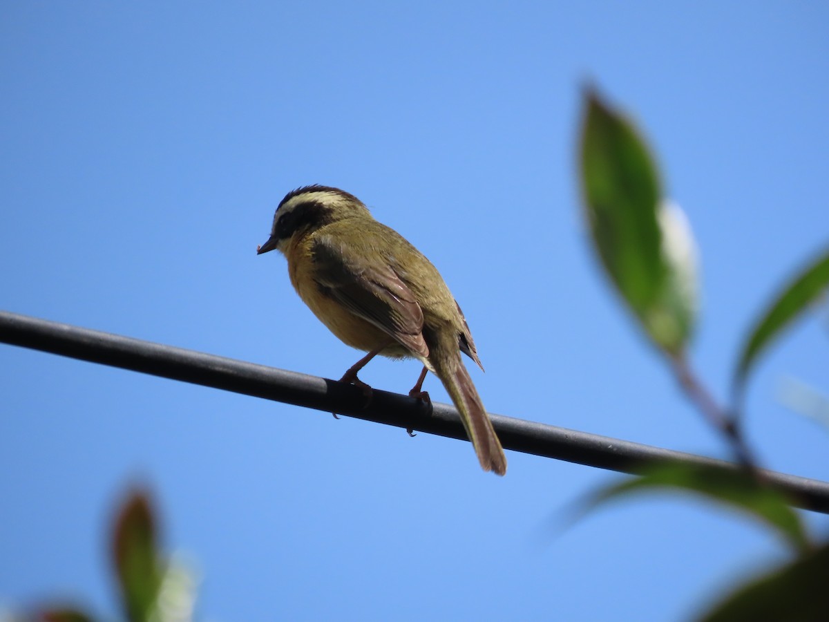 Hemispingo Trilistado - ML624220572