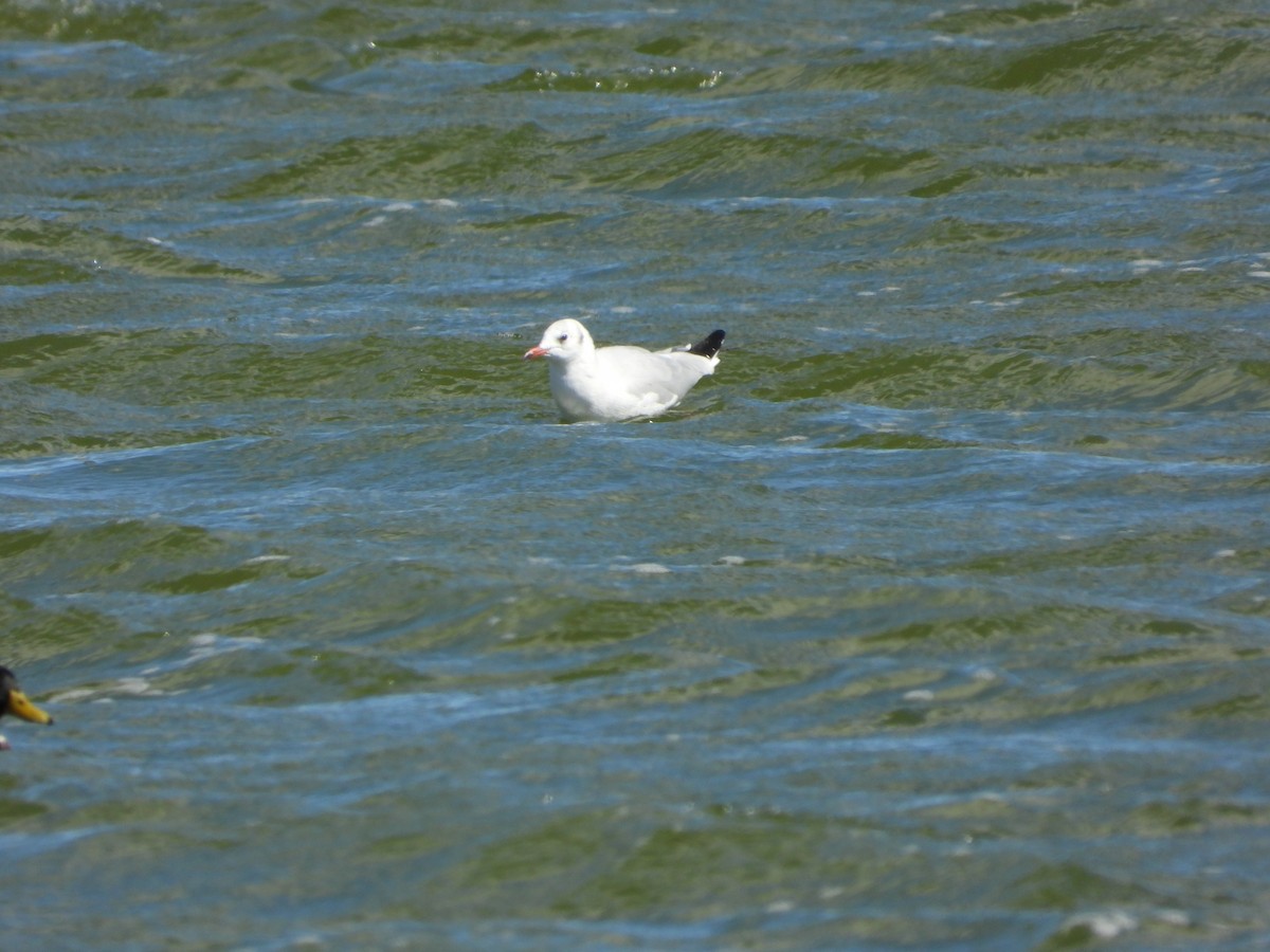 Mouette rieuse - ML624220577