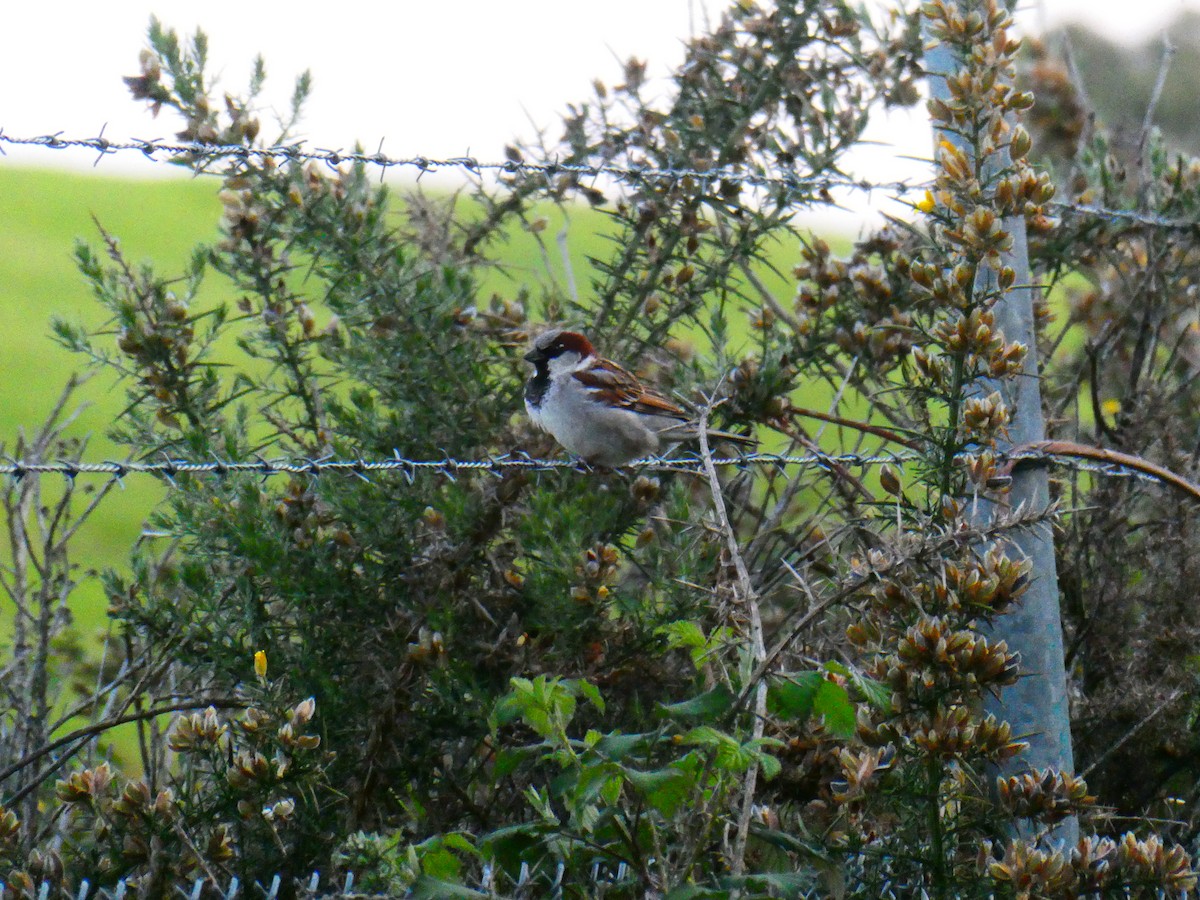 House Sparrow - ML624220579