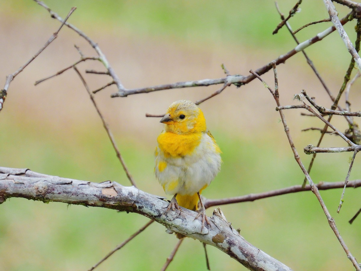 Saffron Finch - ML624220583