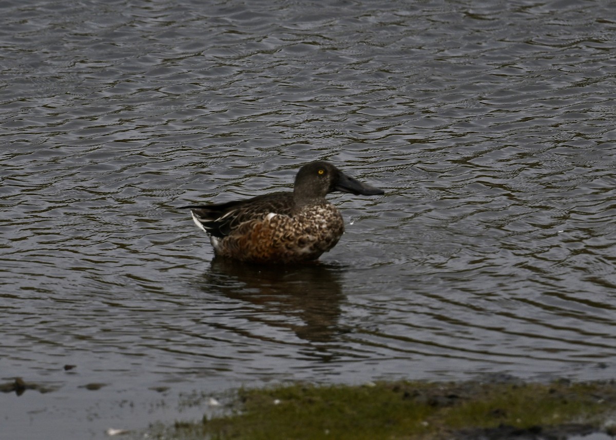 Northern Shoveler - ML624220629