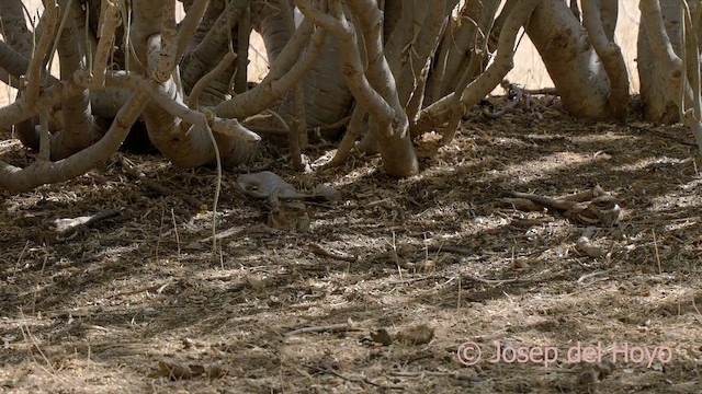 Long-tailed Nightjar - ML624220723