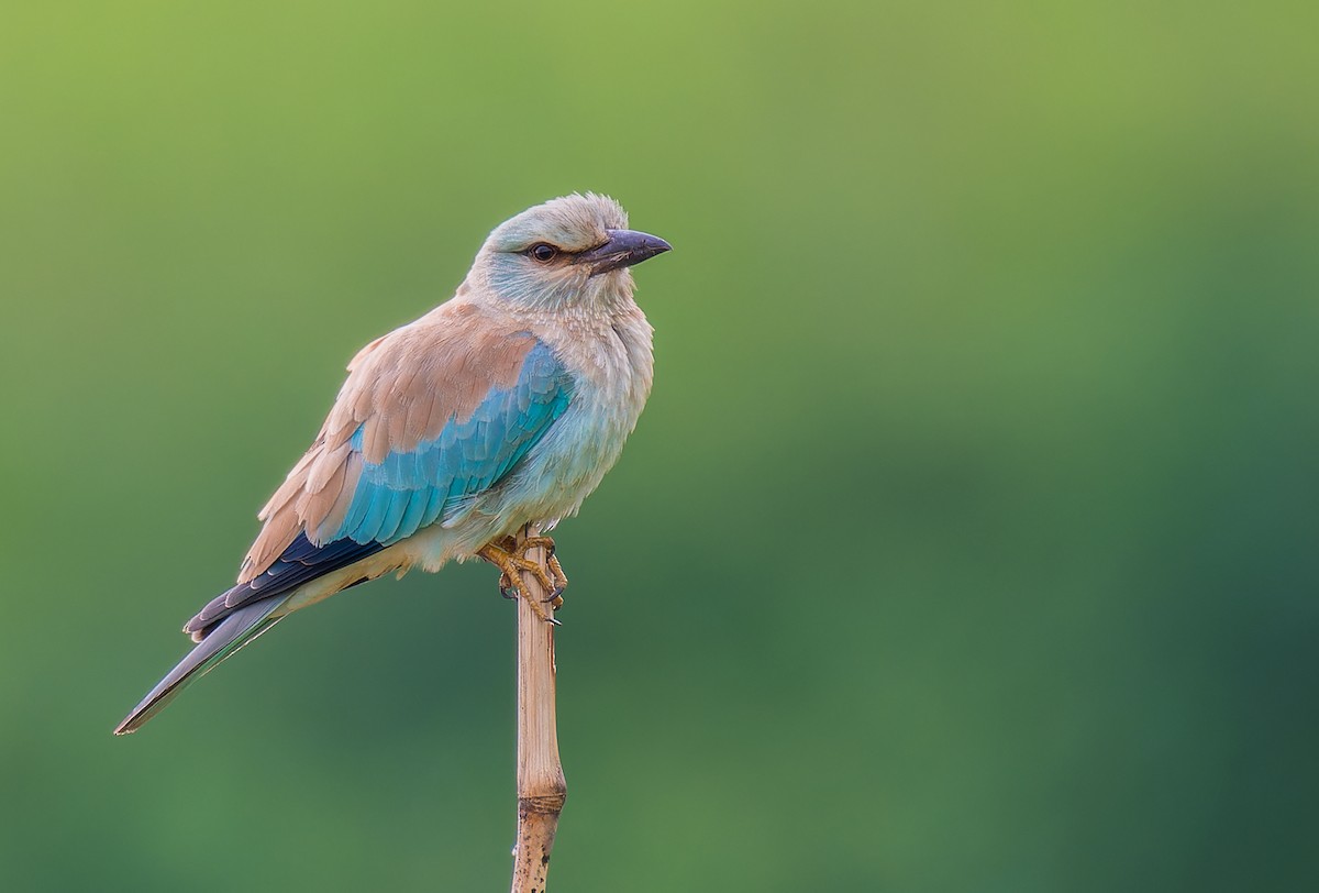 European Roller - ML624220739