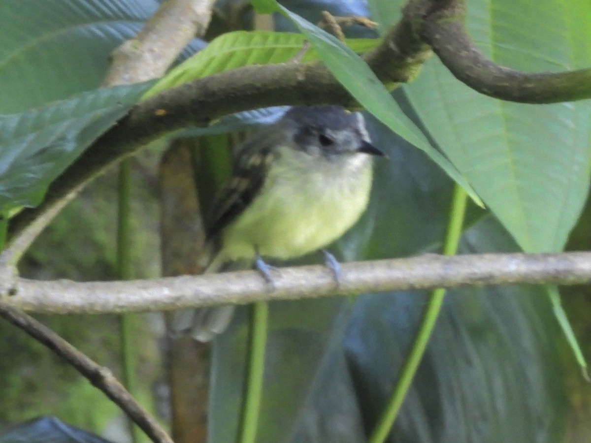 Orejero Coronigrís - ML624220748