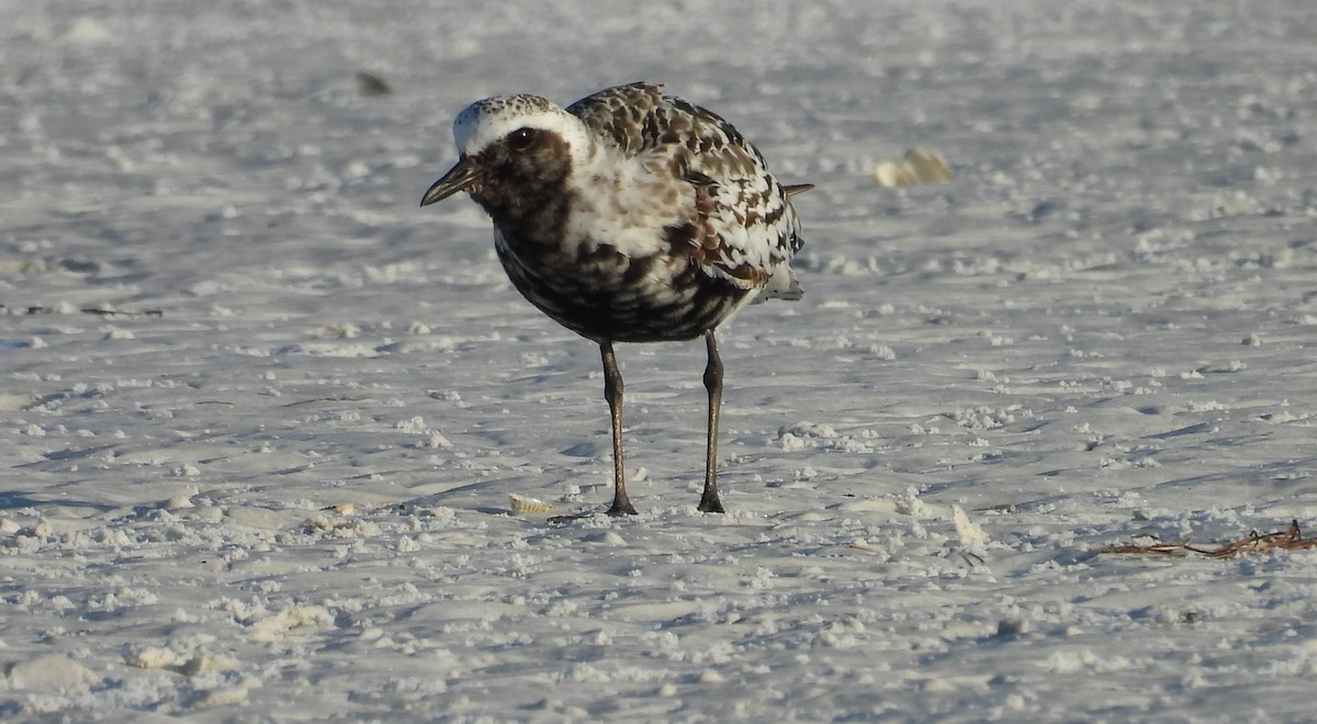 Black-bellied Plover - ML624220752