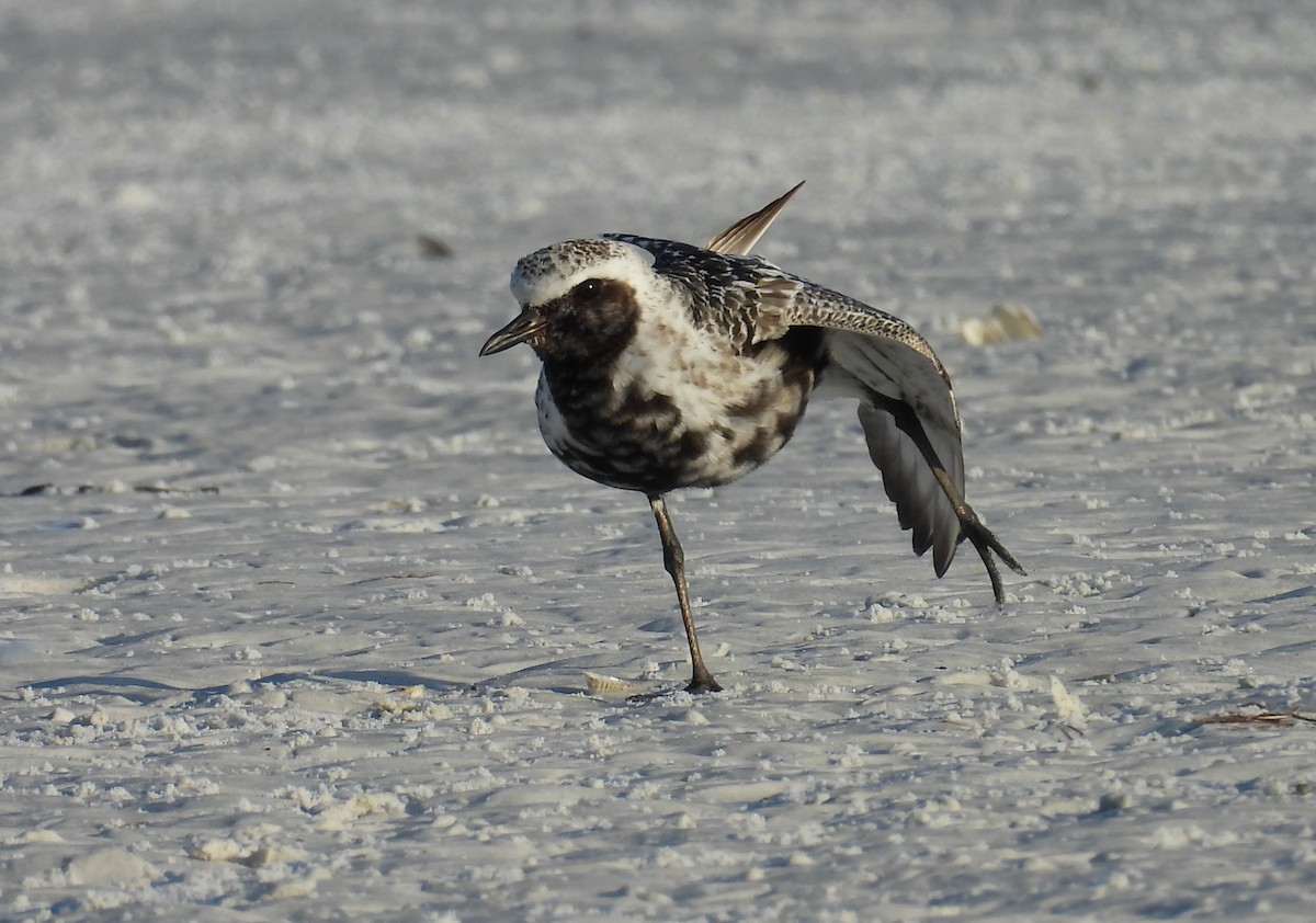 Black-bellied Plover - ML624220753