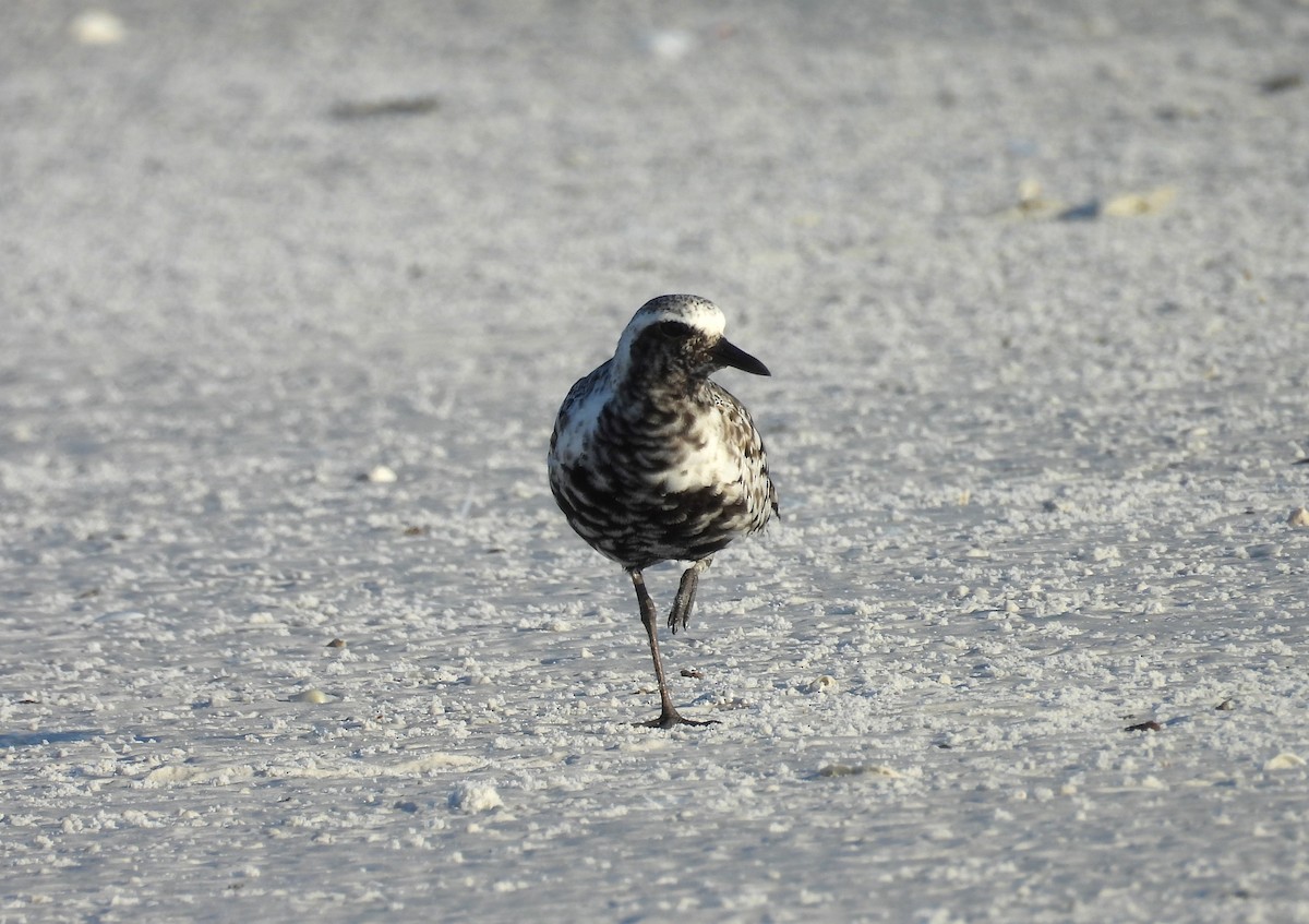 Black-bellied Plover - ML624220754