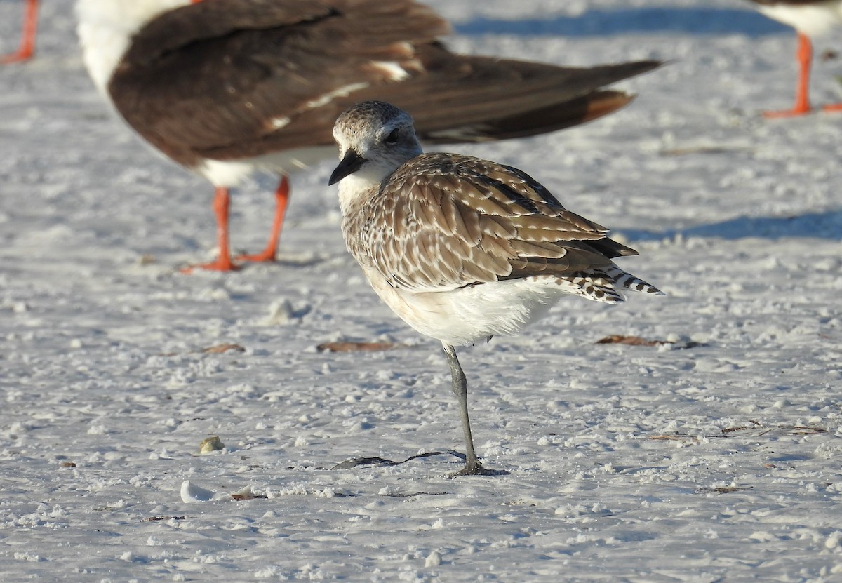 Black-bellied Plover - Kimberly Snaric