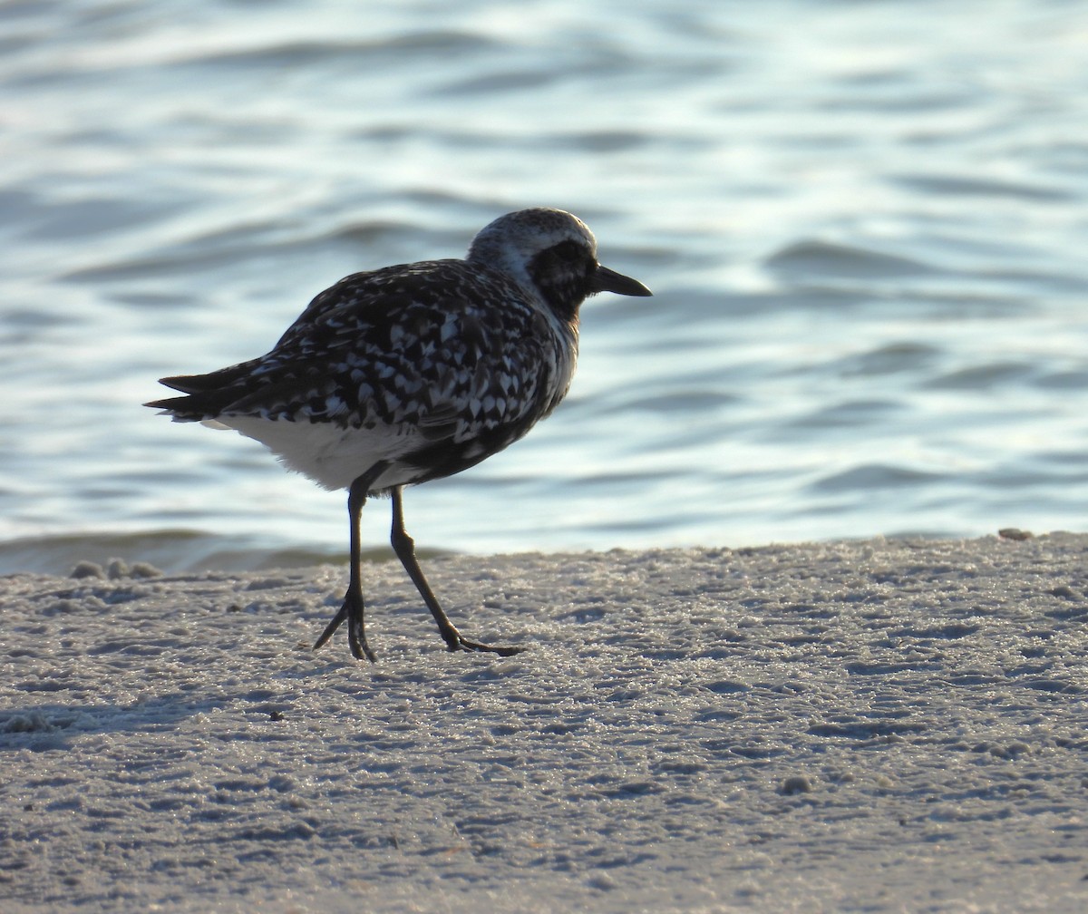 Black-bellied Plover - Kimberly Snaric