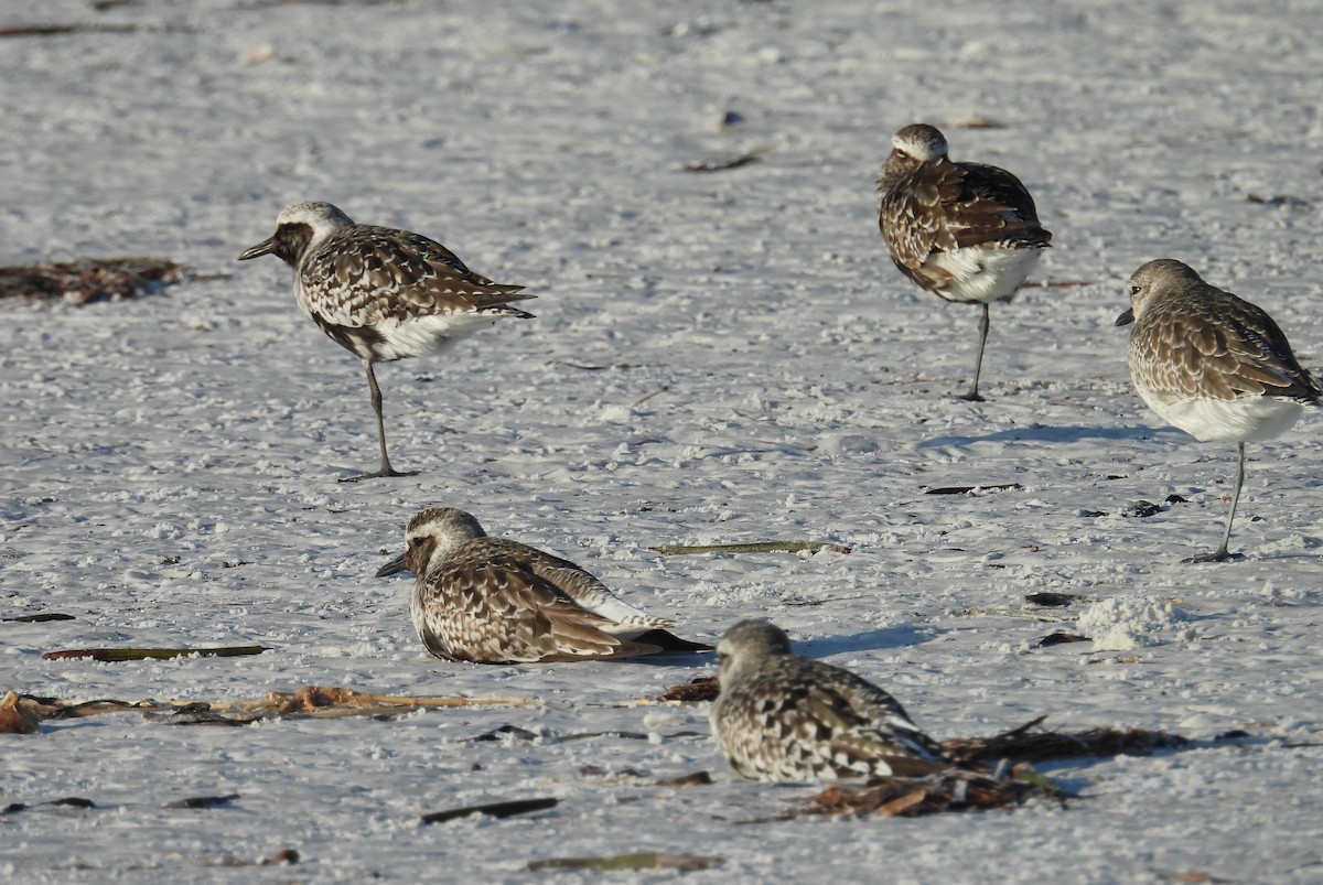 Black-bellied Plover - ML624220758