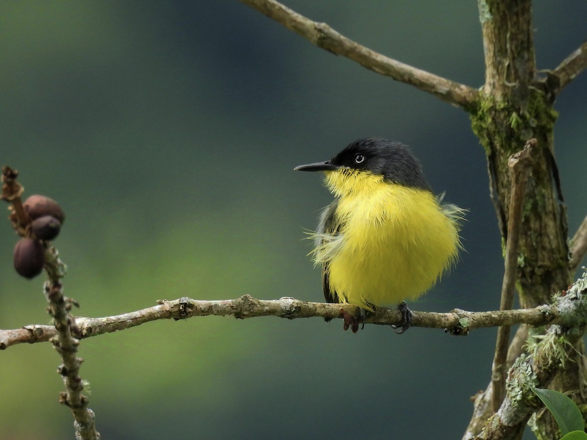 Common Tody-Flycatcher - ML624220759