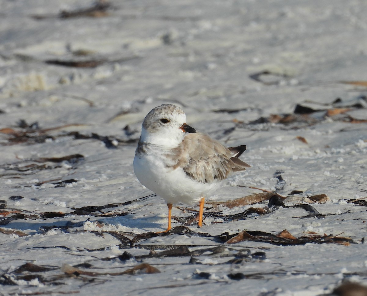 Piping Plover - Kimberly Snaric