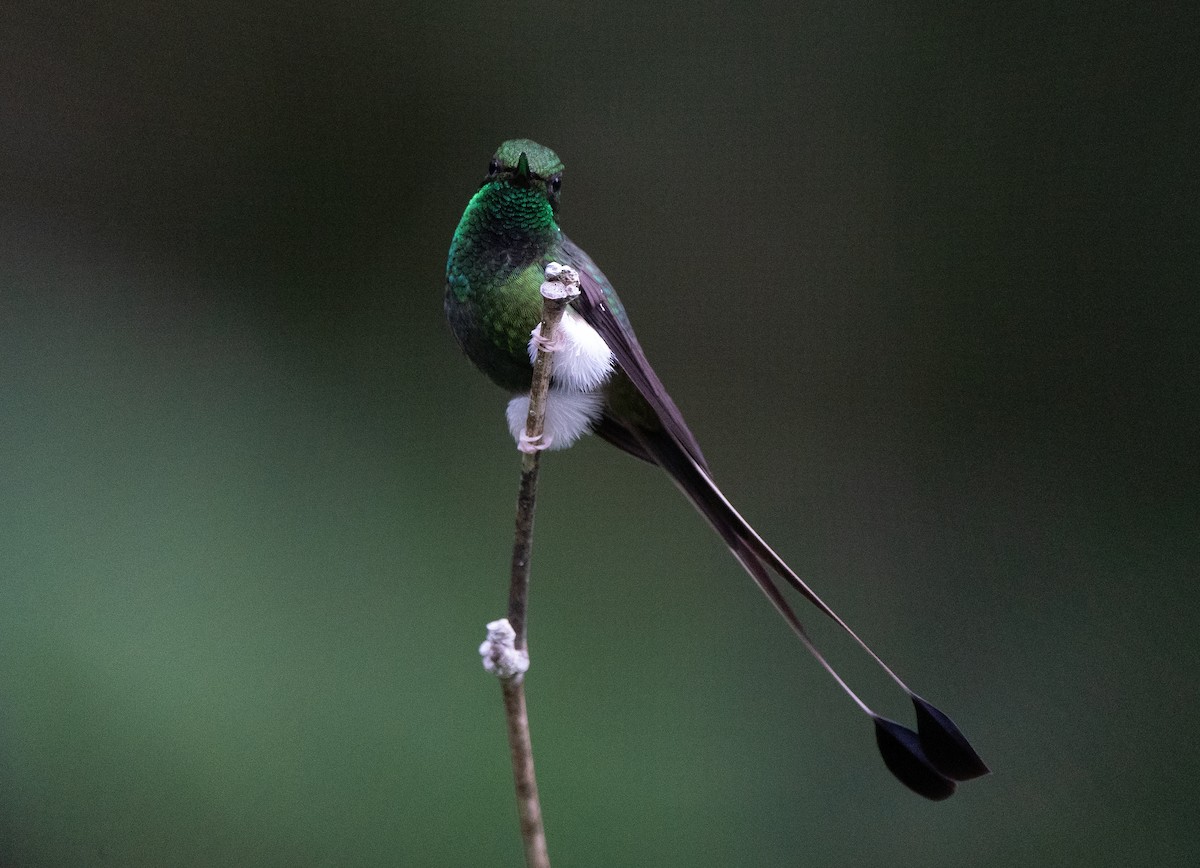 White-booted Racket-tail - ML624220813