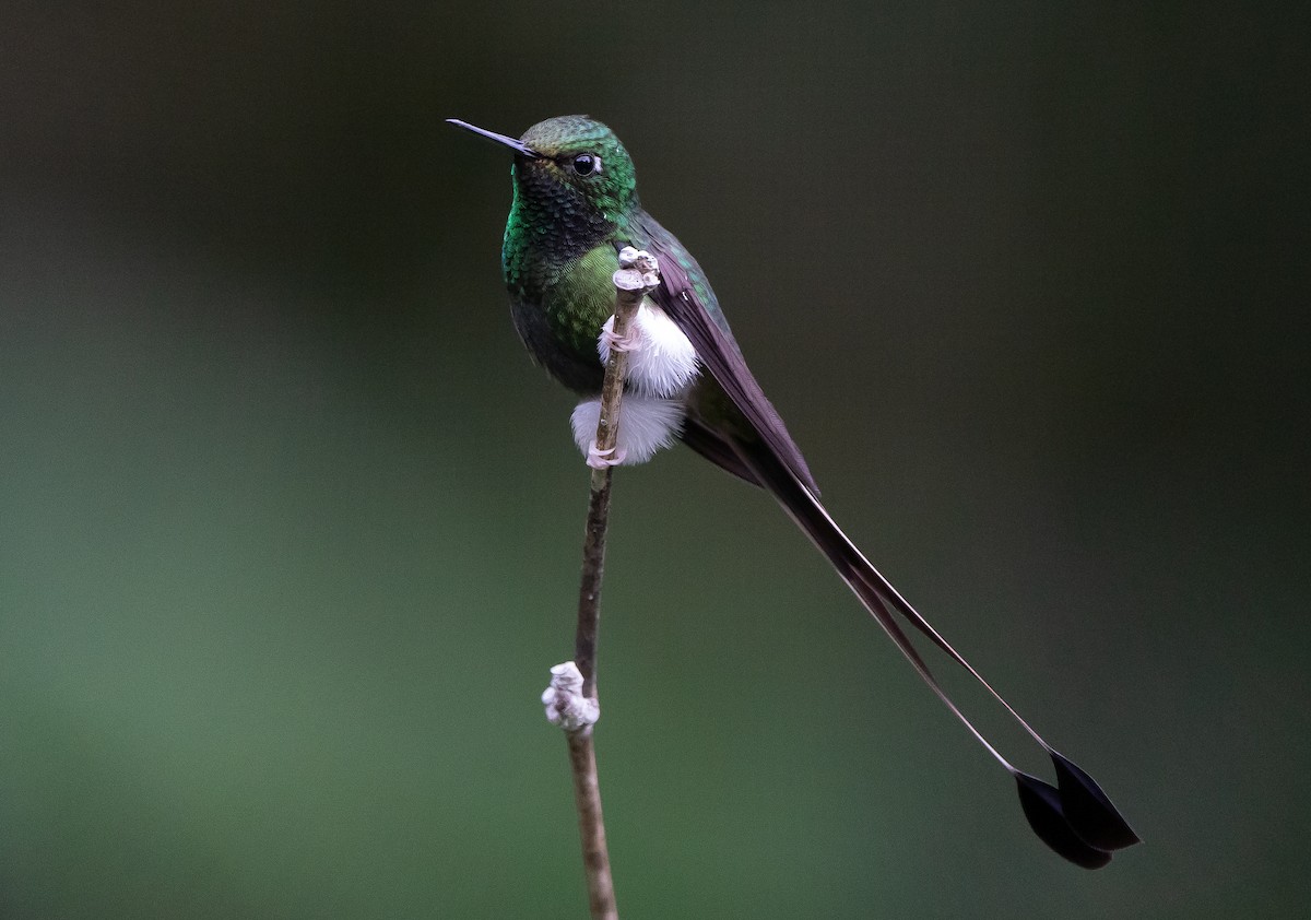 White-booted Racket-tail - ML624220815