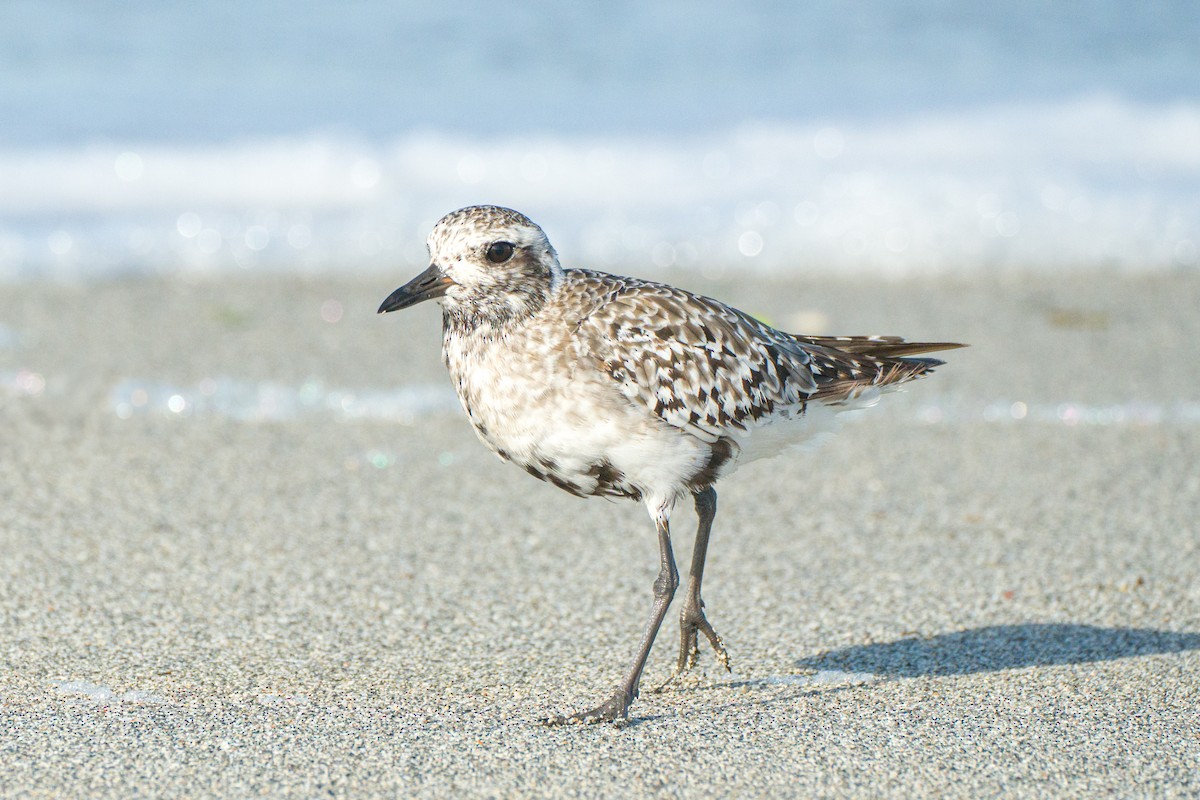 Black-bellied Plover - ML624220816