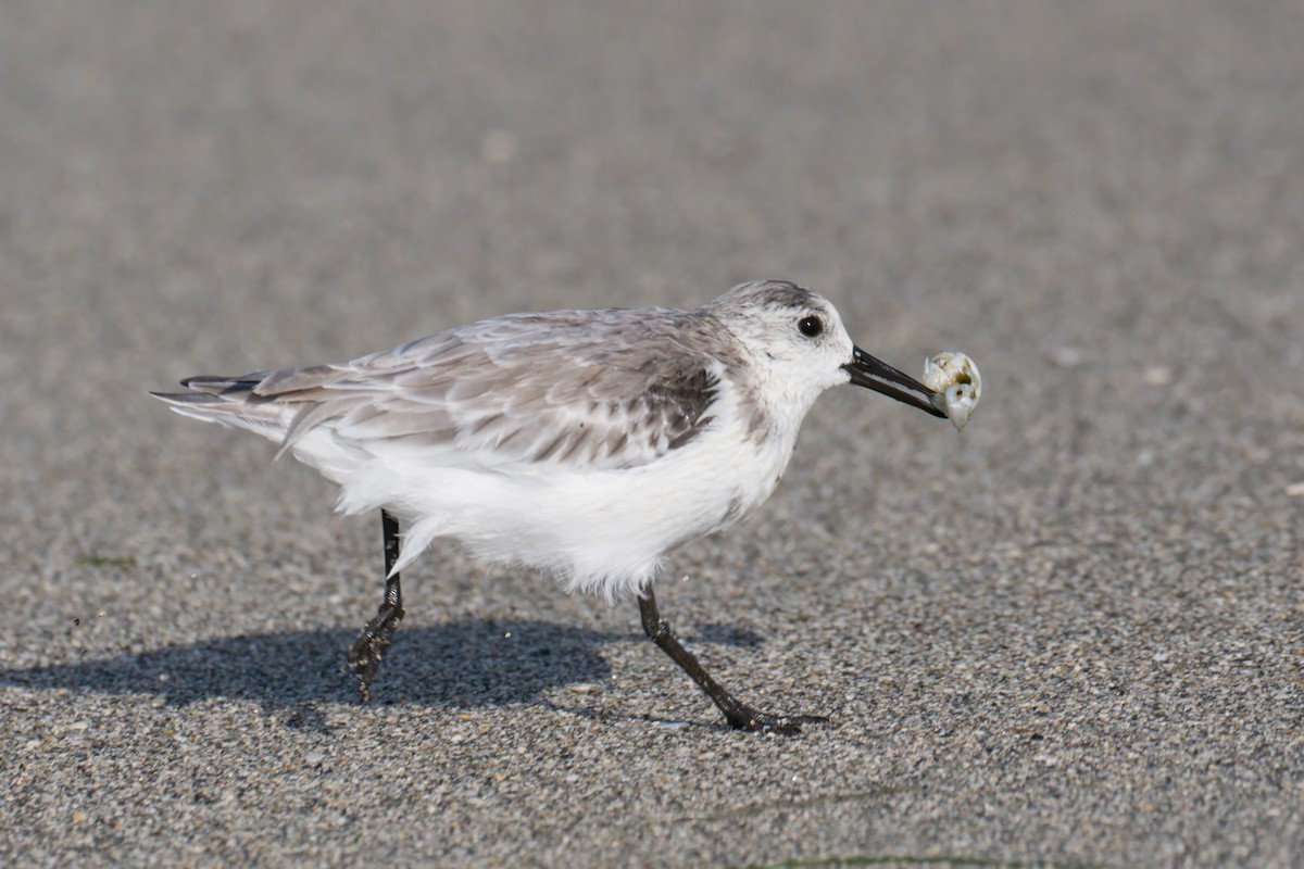 Sanderling - ML624220827