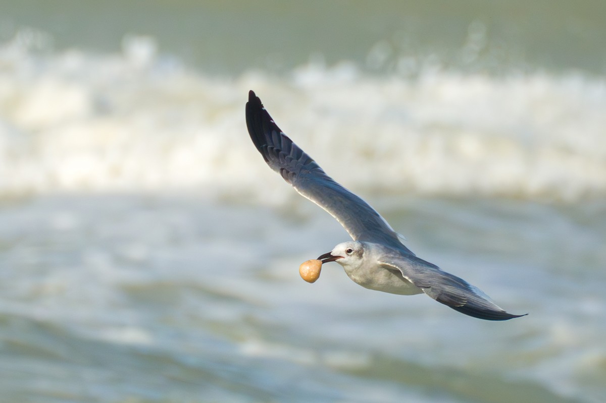 Laughing Gull - Tom Litteral