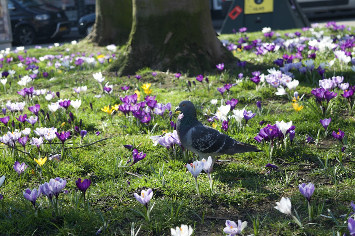 Rock Pigeon (Feral Pigeon) - ML624220847