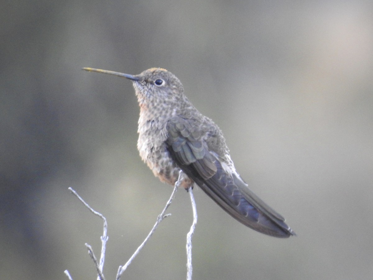 Colibri géant - ML624220851