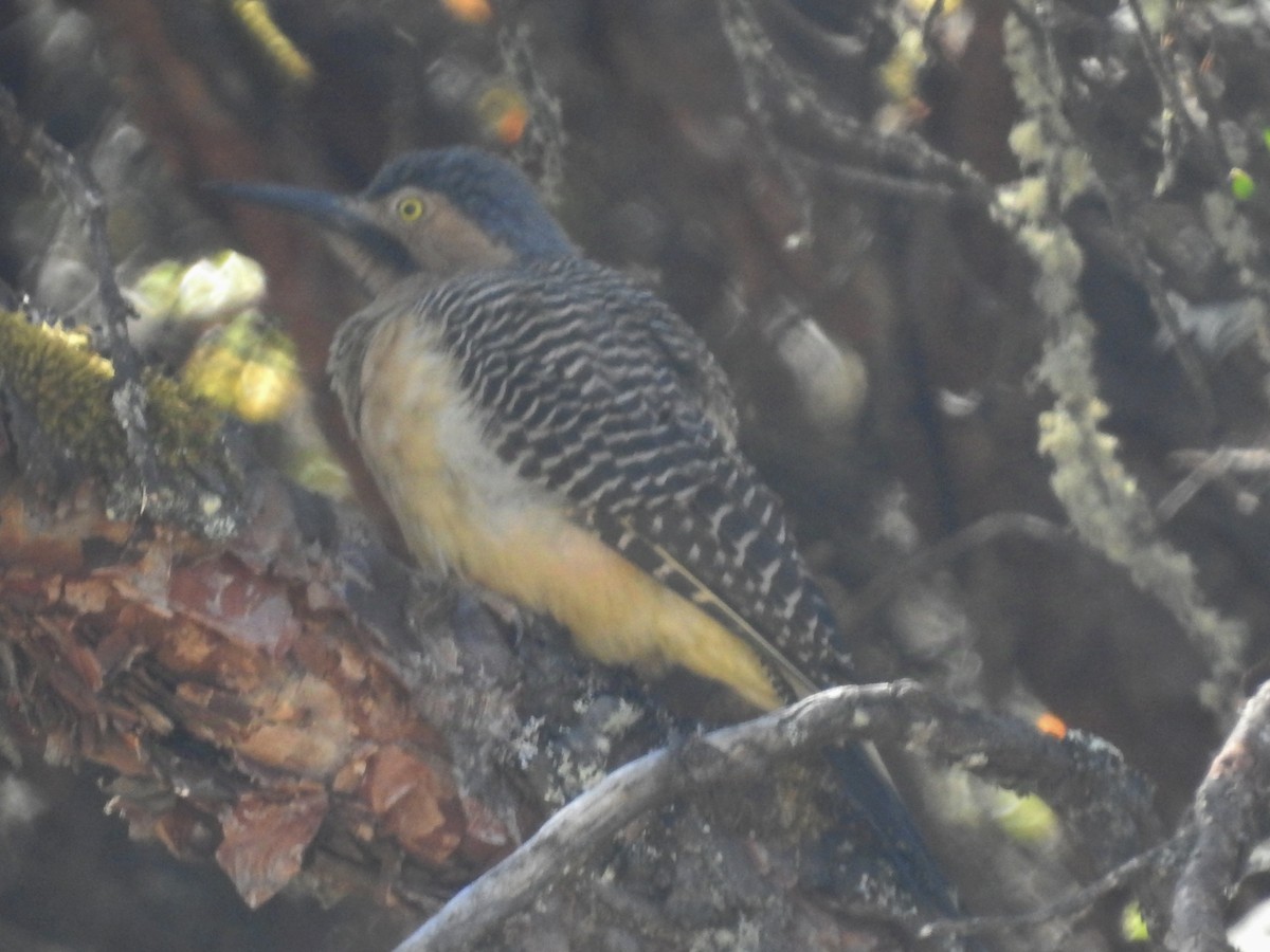 Andean Flicker - ML624220864