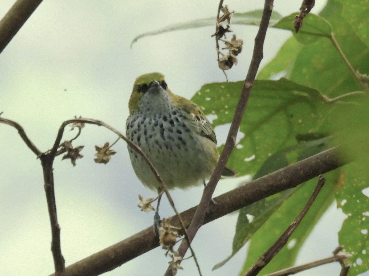 Speckled Tanager - ML624220876