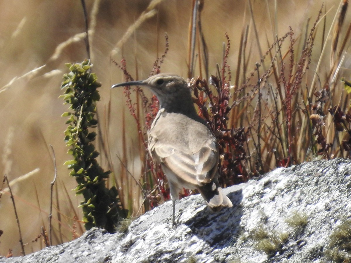 Slender-billed Miner - ML624220877