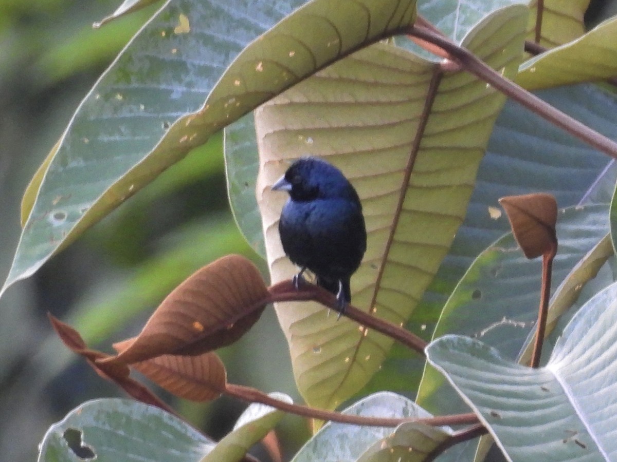 Blue-black Grassquit - ML624220892