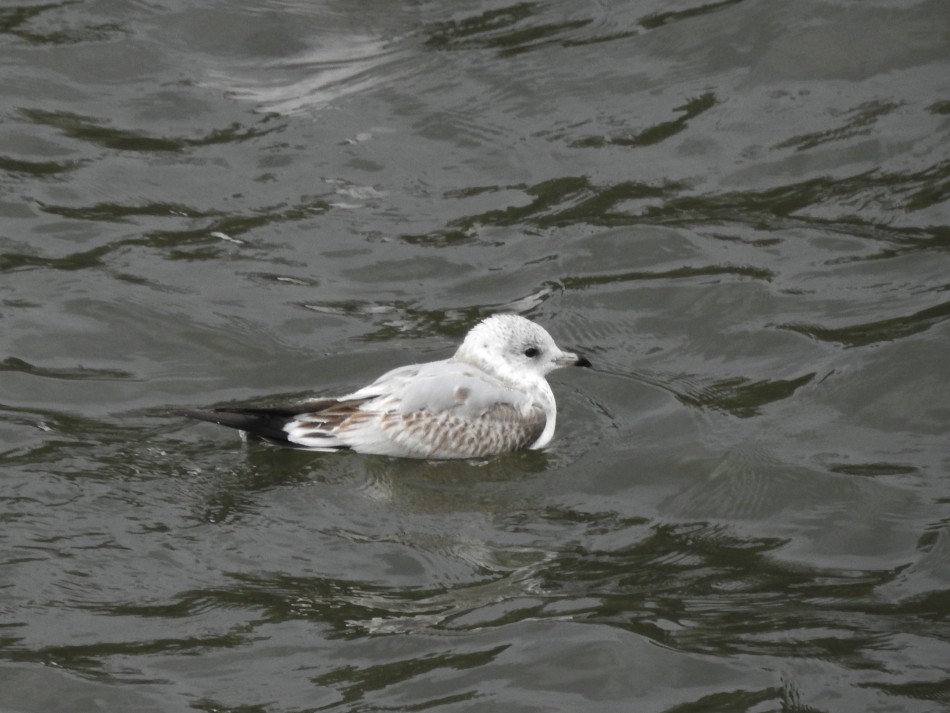 Common Gull - ML624220894